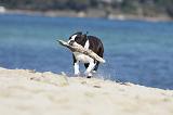 BOSTON TERRIER 311